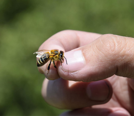 Piquete de Abeja