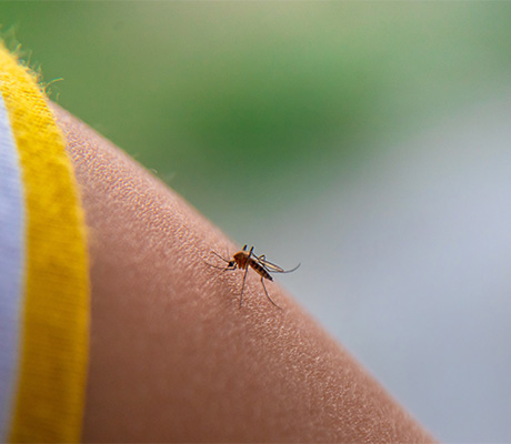 Dato curioso Caladryl: ¿A dónde van los mosquitos en invierno?