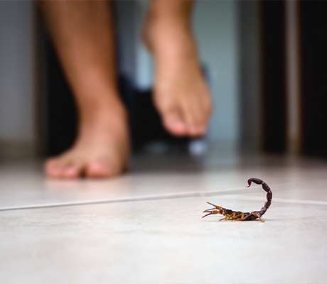 Alacrán-México-es-número-1-en-picaduras-a-nivel-mundial-Preven-y-actua