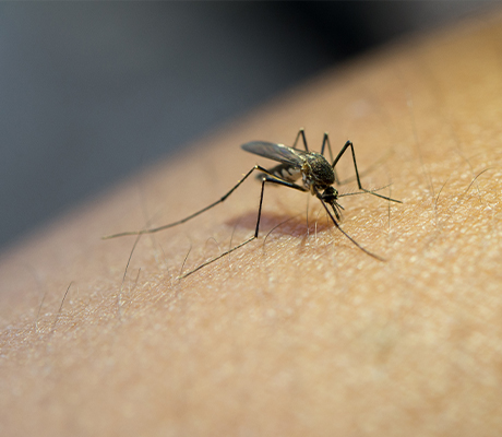 Cómo hacer frente a los insectos comunes de la época de verano