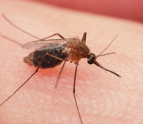 Cuándo es temporada de mosquitos y cómo protegernos