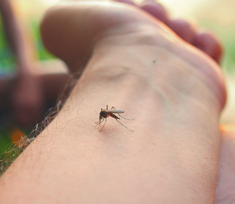 Sabes qué bicho te picó