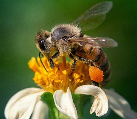 No mates a las abejas, te decimos cómo evitar su picadura
